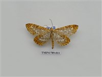 藏品(中國蛾類)的圖片